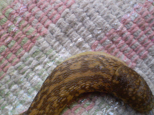 Limacus flavus da San Alessio/Siculo (ME)